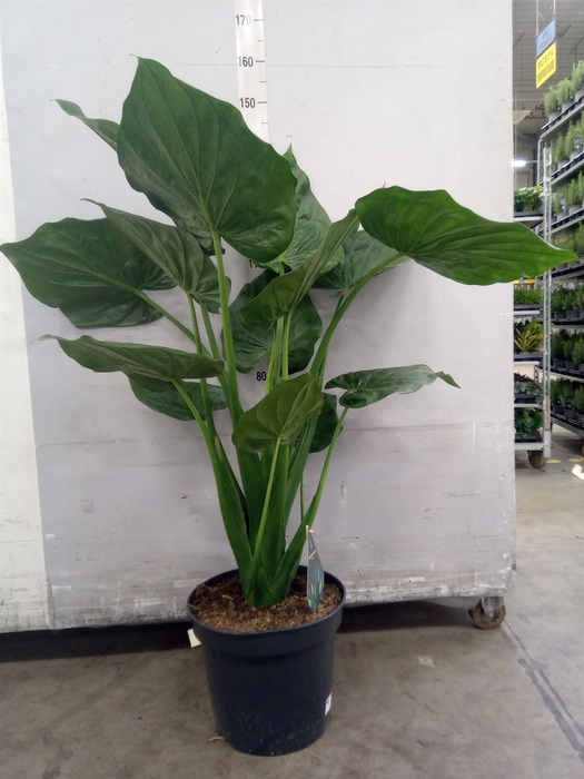 <h4>Alocasia cucullata</h4>