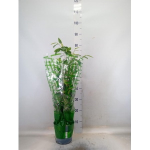 Ficus benja. 'Anastasia'