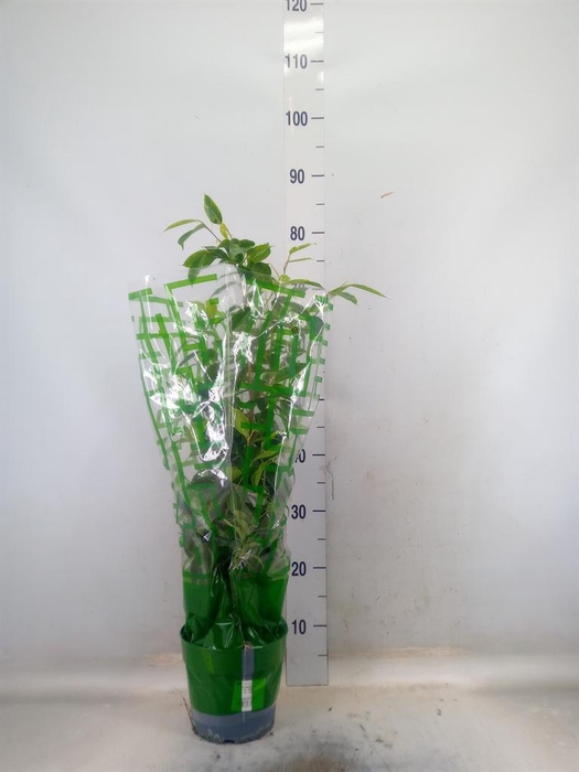 <h4>Ficus benja. 'Anastasia'</h4>