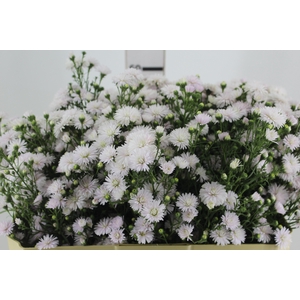 ASTER MARIANA 060 CM ROSA CLARO