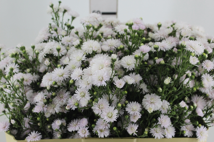 <h4>ASTER MARIANA 060 CM ROSA CLARO</h4>