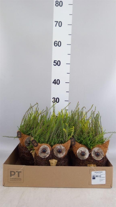 <h4>Arr.   Tuinplanten L%</h4>
