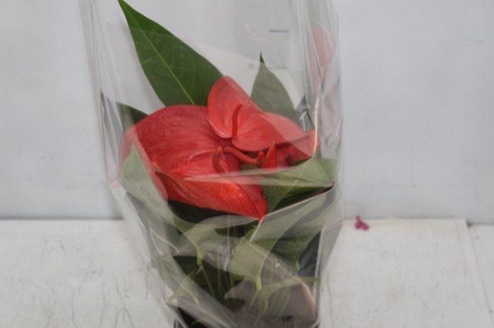 <h4>ANTHURIUM SCHERZERIANUM CHRISTINE P15</h4>