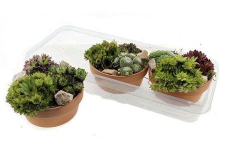 <h4>Arr Sempervivum</h4>