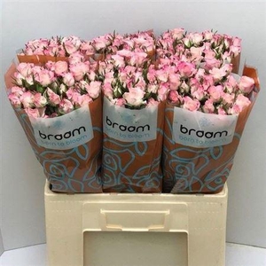 R Tr Speak Blossoms