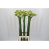 Ornithogalum Saundersiae