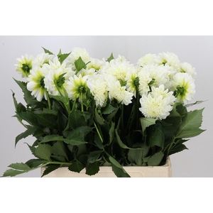 Dahlia Boom Boom White