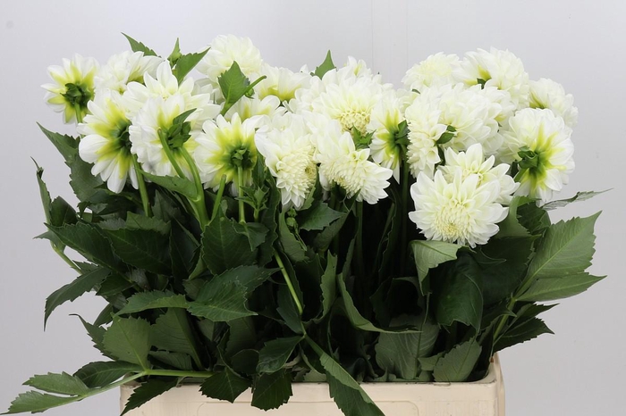 <h4>Dahlia Boom Boom White</h4>