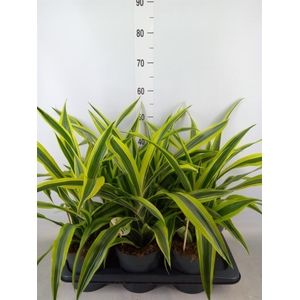 Dracaena fr de 'LemonLime'