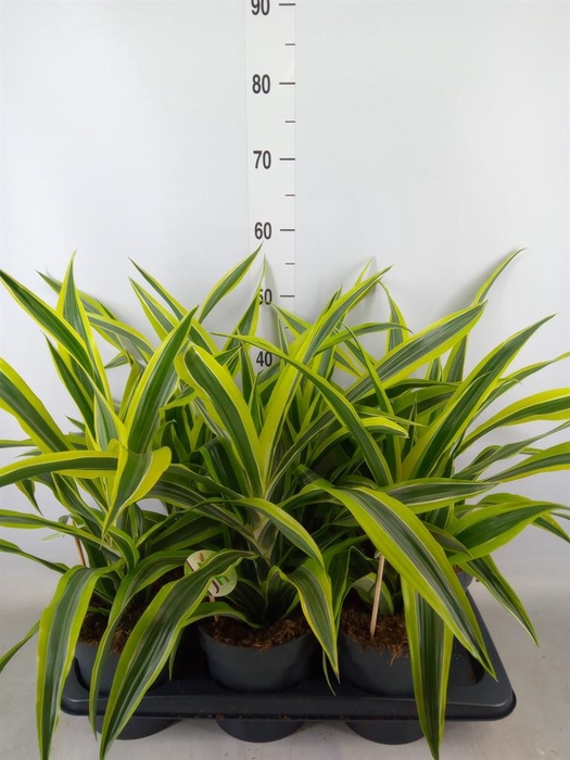 <h4>Dracaena fr de 'LemonLime'</h4>