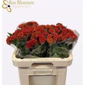 CEL C REPRISE ORANGE