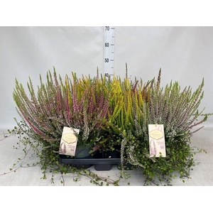 Calluna vulg.   ...mix