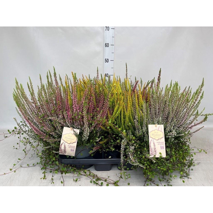 <h4>Calluna vulg. ...mix</h4>