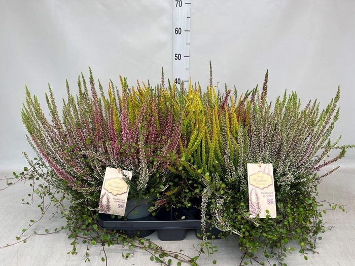 Calluna vulg.   ...mix