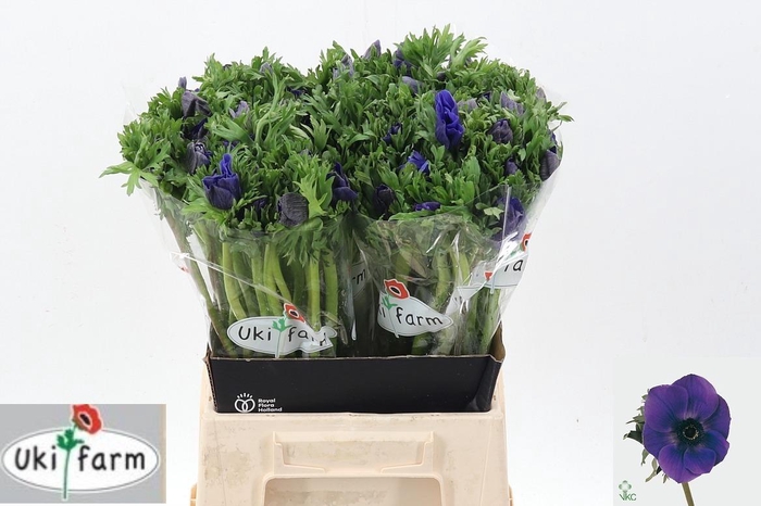 <h4>Anem Gall Blauw</h4>