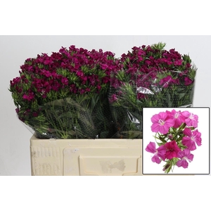 DI BARB AM NEON CHER