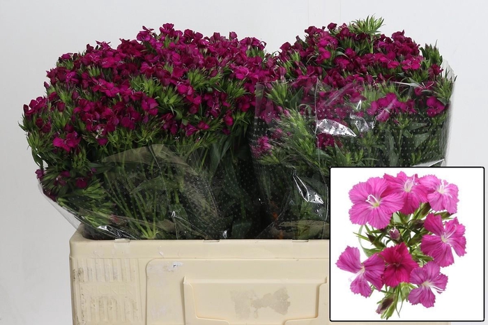 <h4>DI BARB AM NEON CHER</h4>