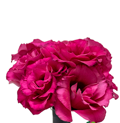 BUQUE LISIANTHUS JULIA III RED VERMELHO