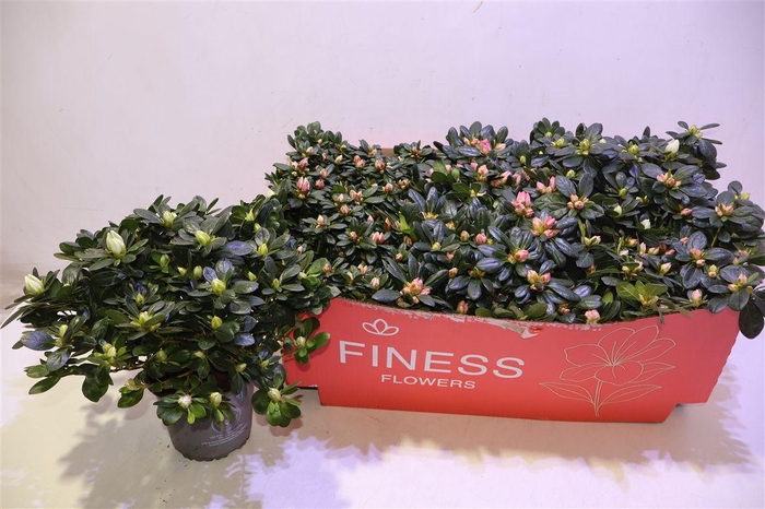 <h4>Rhodo Si Gem 3 Srt</h4>