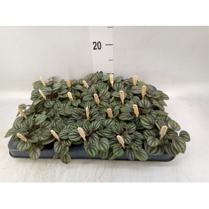 Peperomia albov. 'Piccolo Banda'