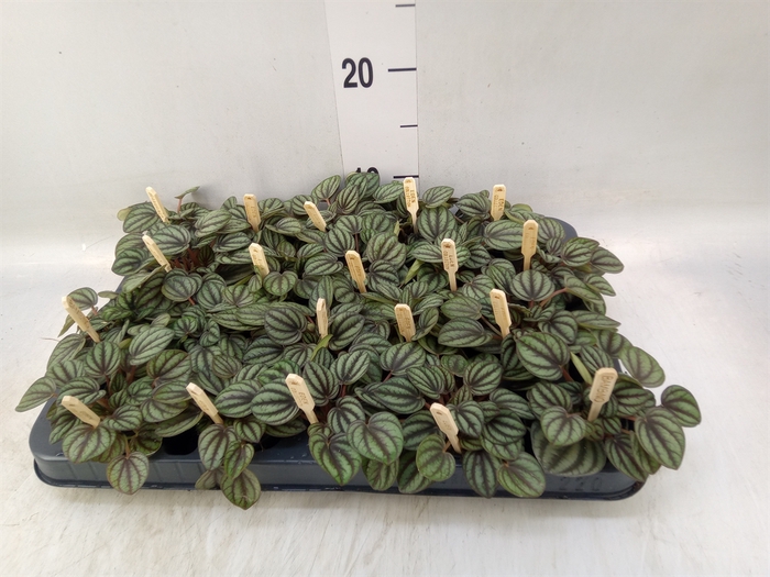 <h4>Peperomia albov. 'Piccolo Banda'</h4>