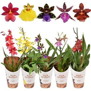 Orchideeën mix A1 kort 12 cm