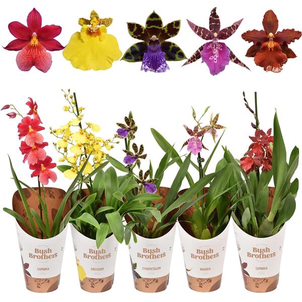 <h4>Orchideeën mix A1 kort 12 cm</h4>