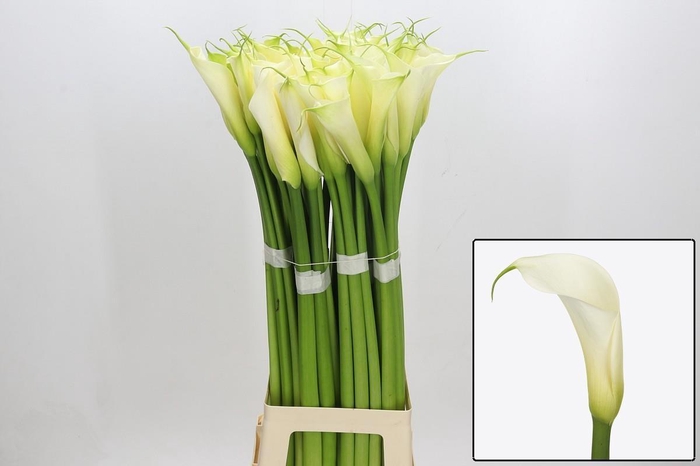 <h4>ZANT AE EYD WHITE</h4>