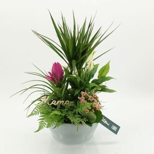 Arr.   Kamerplant Bloei H%