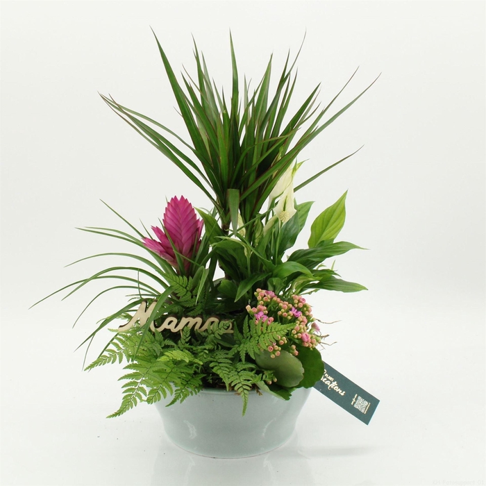 <h4>Arr.   Kamerplant Bloei H%</h4>