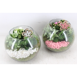 arr2 PL - Glas bol 285/5 - roze/wit