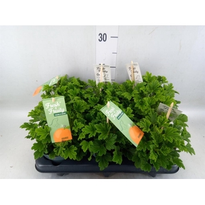 Pelargonium   ...mix smelling