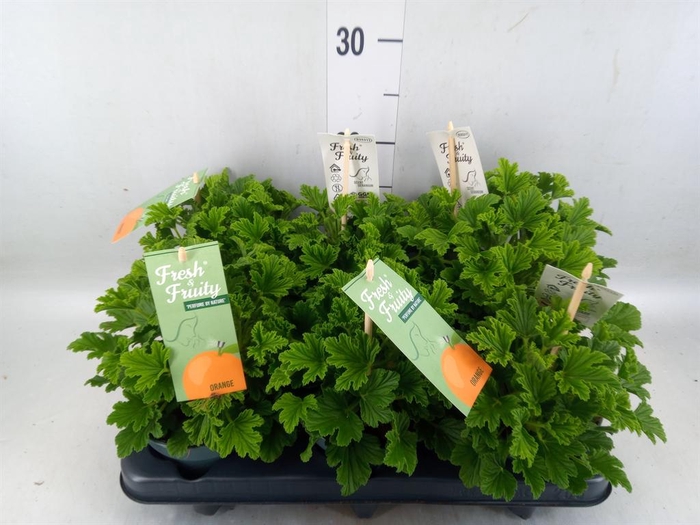 <h4>Pelargonium   ...mix smelling</h4>