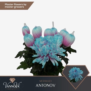 Chr G Antonov Mermaid