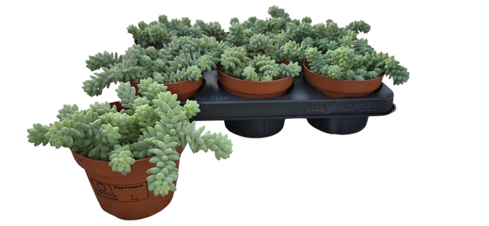 <h4>SEDUM BURRITO</h4>