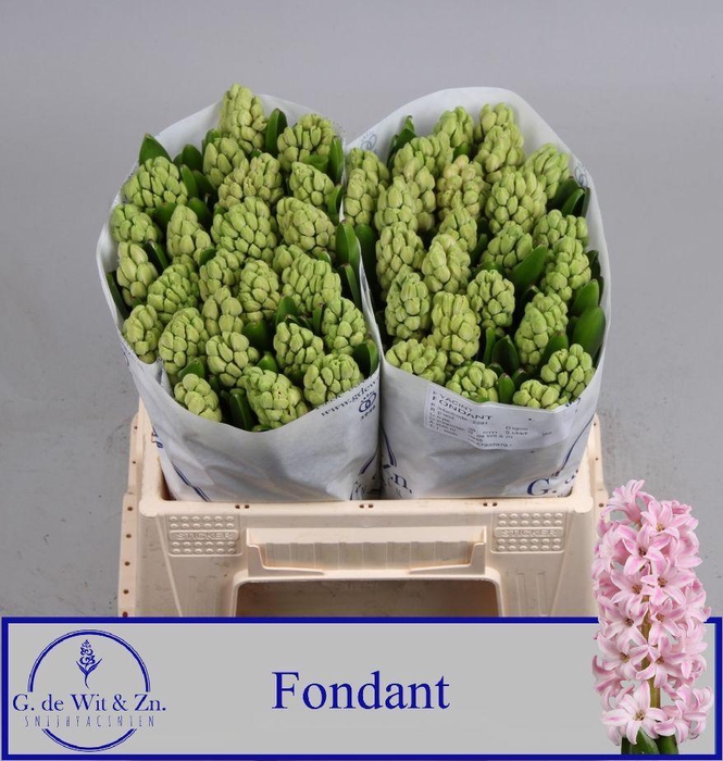 <h4>HYAC FONDANT</h4>