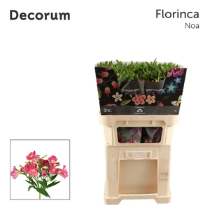 ALSTROEMERIA FLOR. 'NOA'