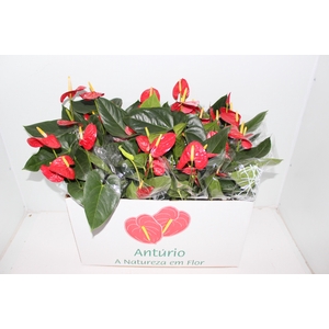 ANTH FIRST RED P15
