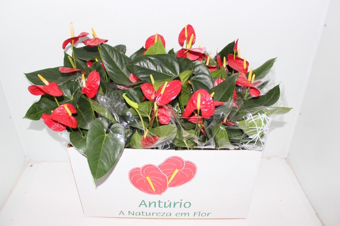 ANTH FIRST RED P15