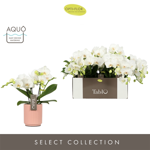 <h4>Tablo Champagne 3 spike in Molise Salmon Aquo</h4>