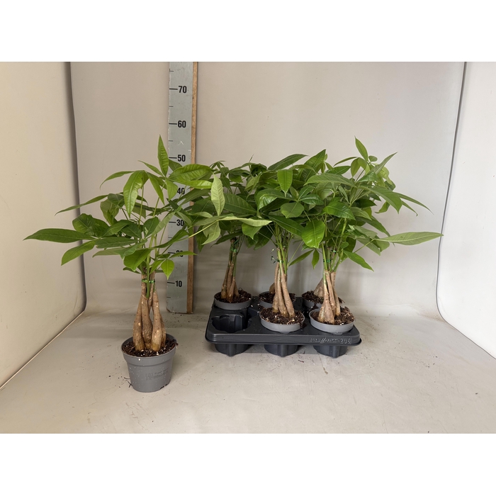 <h4>PACHIRA AQUATICA</h4>