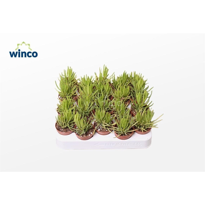 <h4>SENEC ARCH HIMALAYA</h4>