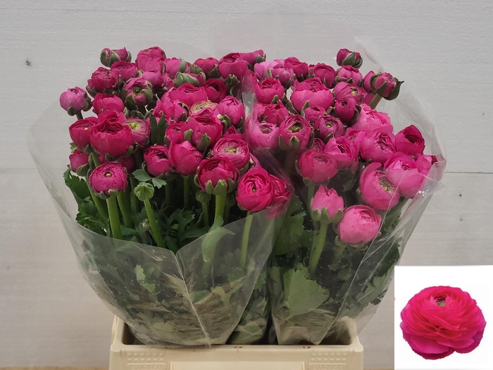 <h4>RAN EL DARK PINK</h4>