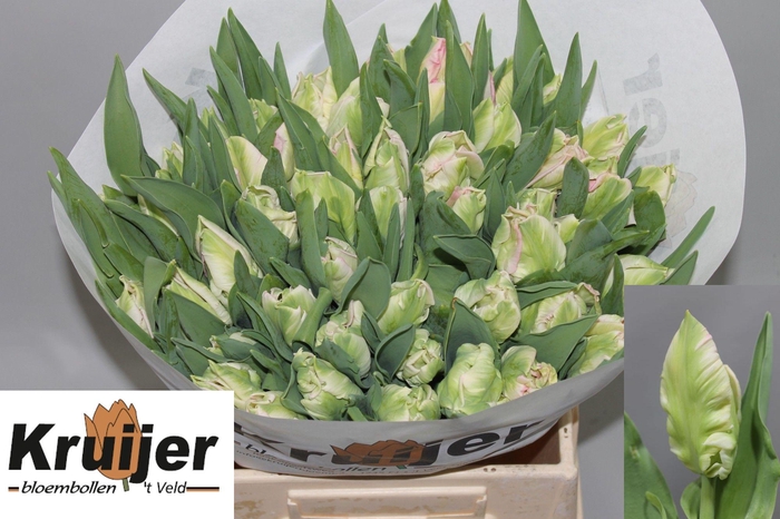 <h4>TU PA ZAMBESI</h4>