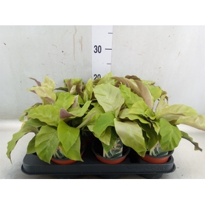 Calathea  'Fusion Yellow'