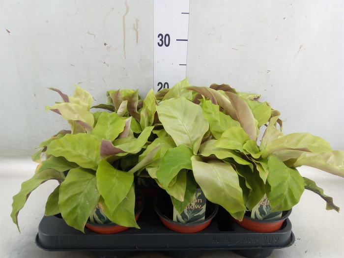 <h4>Calathea  'Fusion Yellow'</h4>