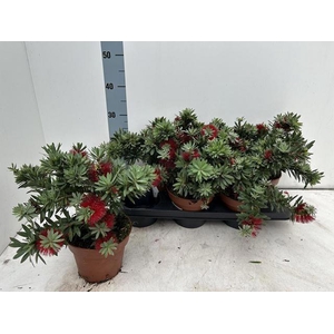 CALLISTEMON CITRINUS