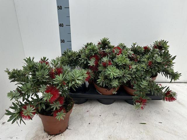 <h4>CALLISTEMON CITRINUS</h4>