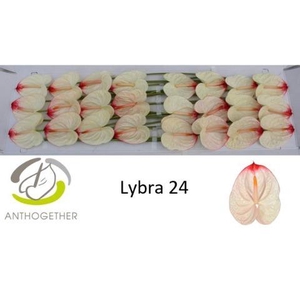 Anthurium Lybra