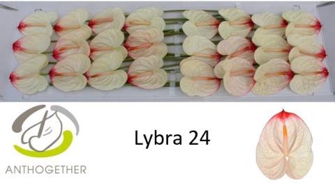 <h4>Anthurium Lybra</h4>